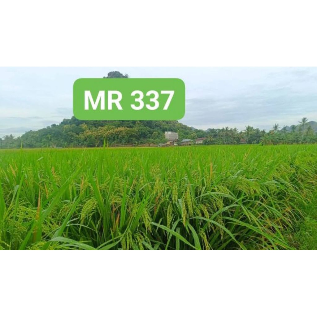 Benih padi Mr 337