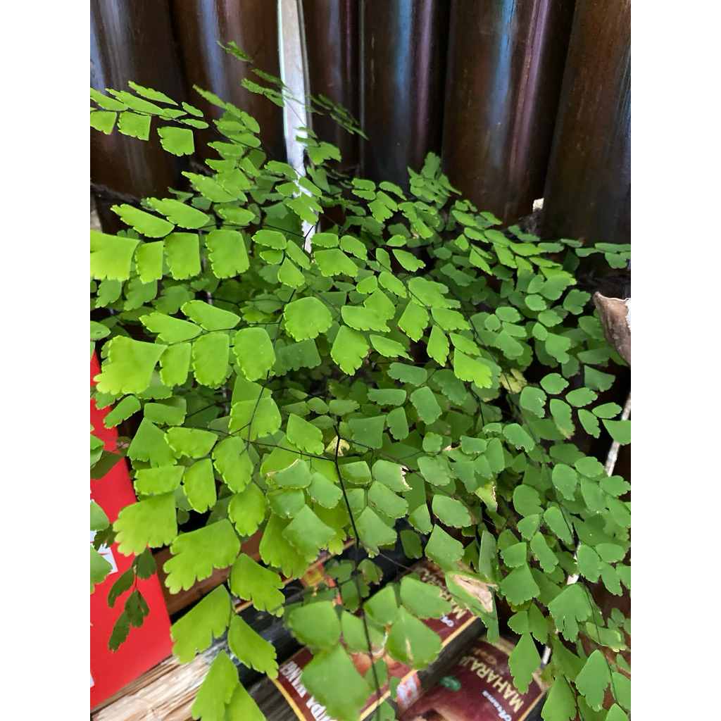 tanaman hias/aviary/suplir