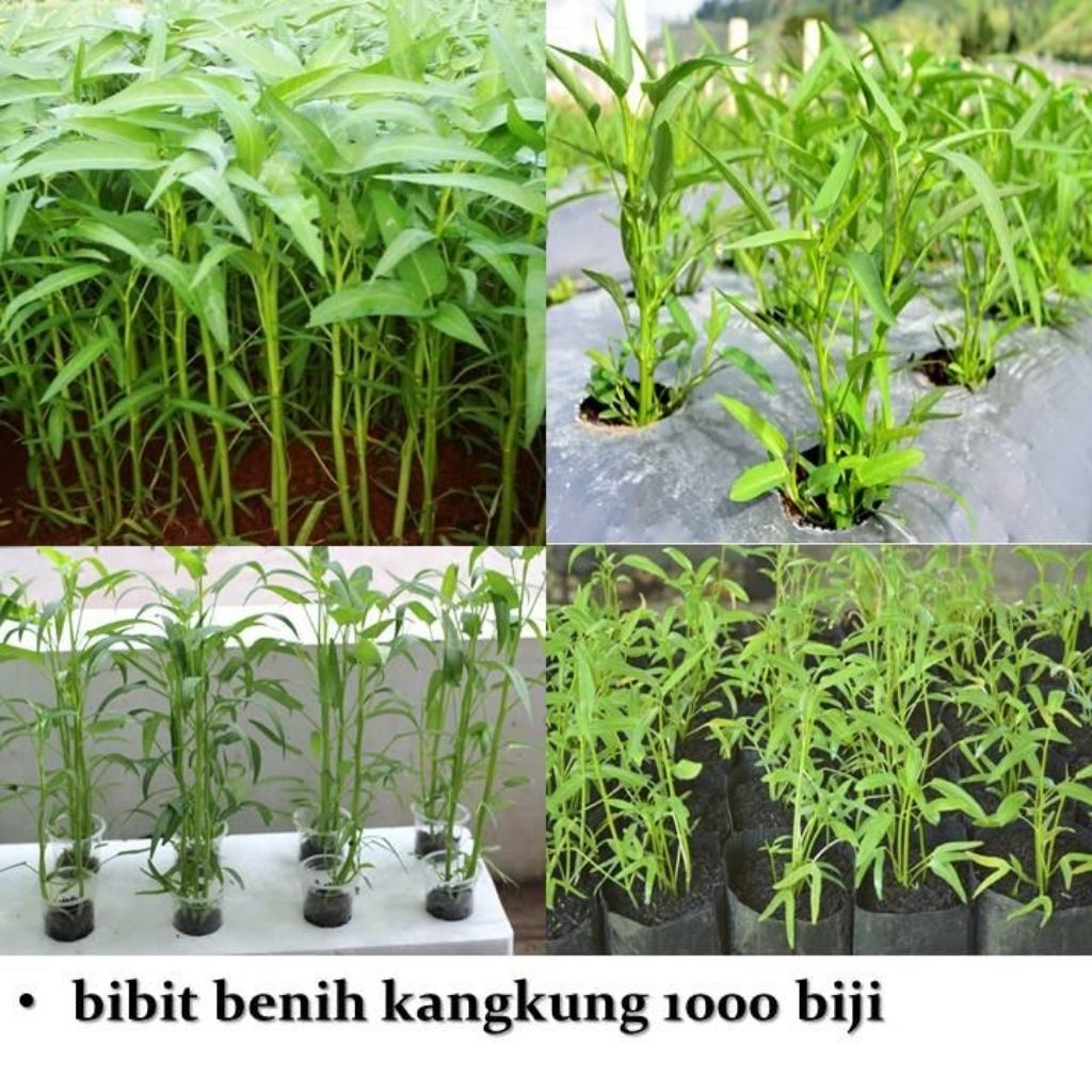bibit biji benih kangkung 1000 biji