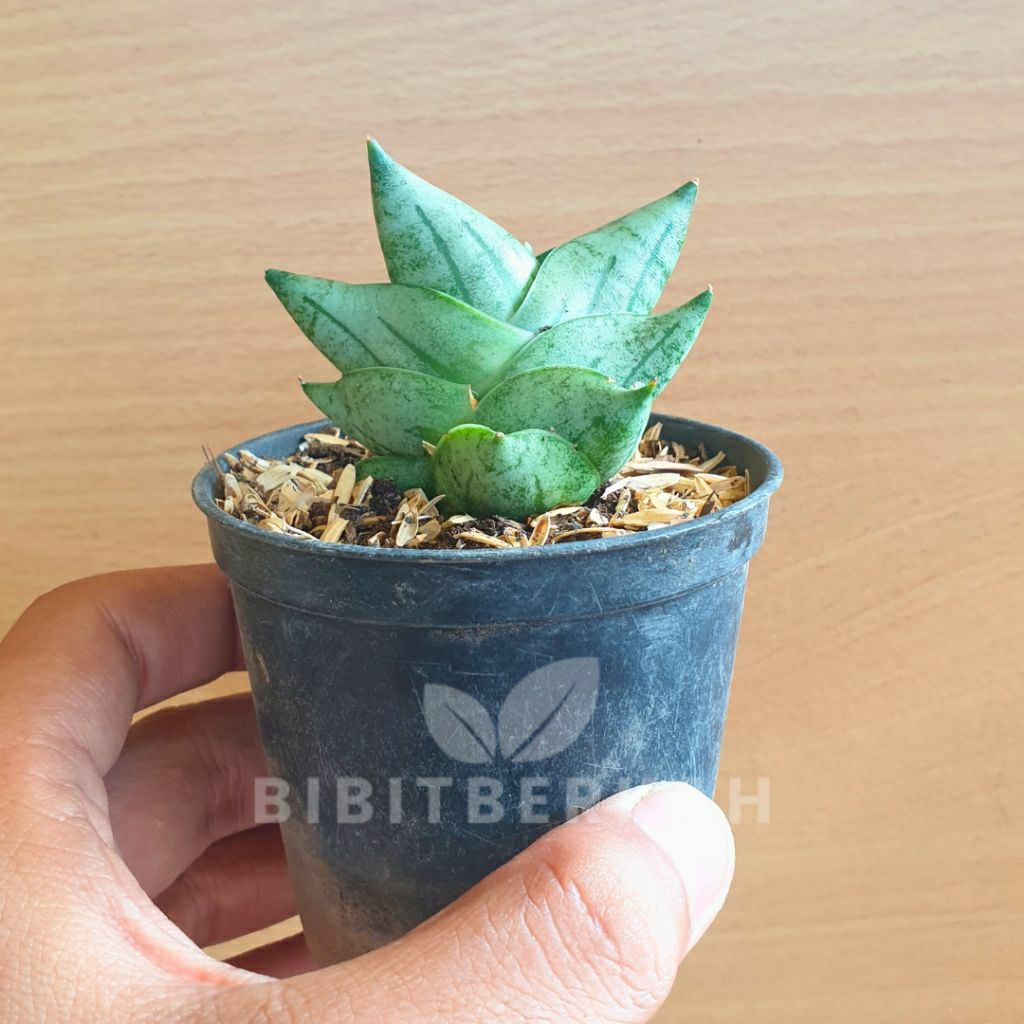 Sansevieria Boncel New Clone / BNC / Bonji / Boncel Mini - Tanaman Hias Sansivera Hybrid Lidah Mertu