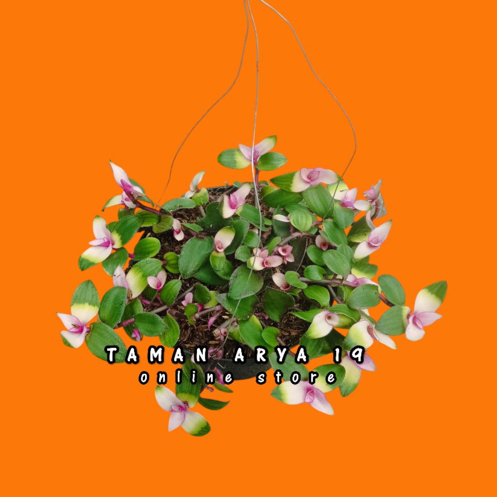 Tanaman hias lidah kera tanaman gantung