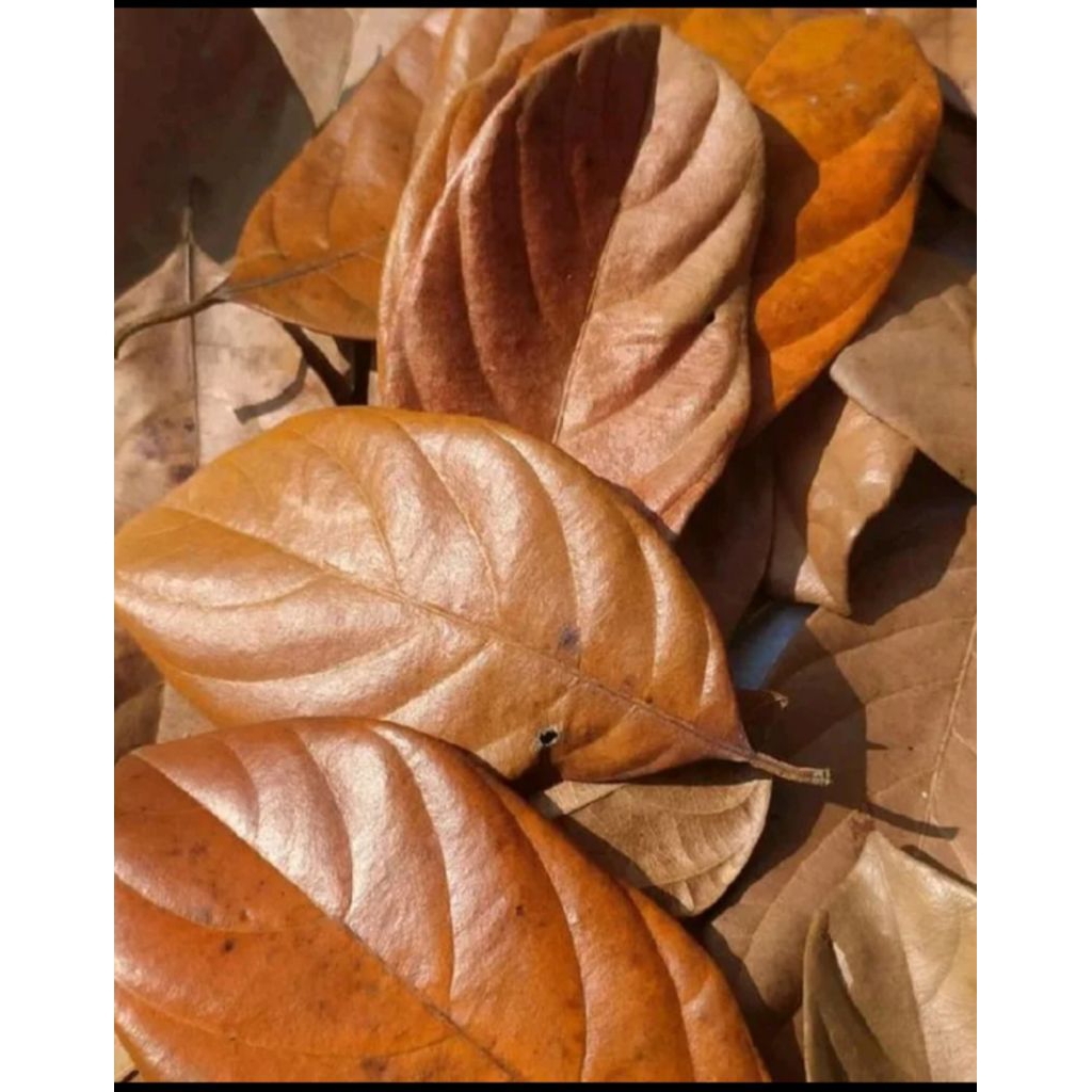 

Daun nangka kering per 100 lembar