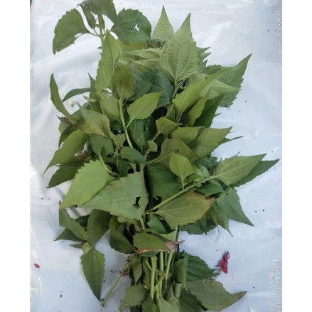 

Daun Kirinyuh Segar / Daun Marenggo Segar / Daun Kopasanda Segar Herbal Alami