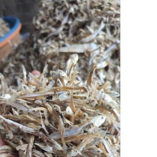 

IKAN ASIN IKAN TERI (GEREH)