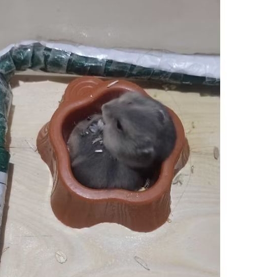 jual anakan hamster winter white 1-3 bulan dan indukan 4-6 bulan (utama kan pengiriman instan Jabode