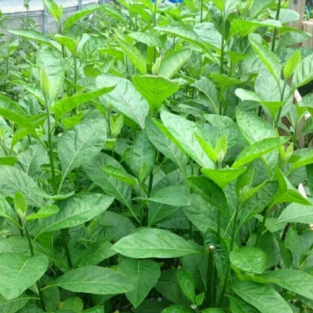 

daun afrika / daun sambung nyawa Segar 250 gram ( obat diabetes )