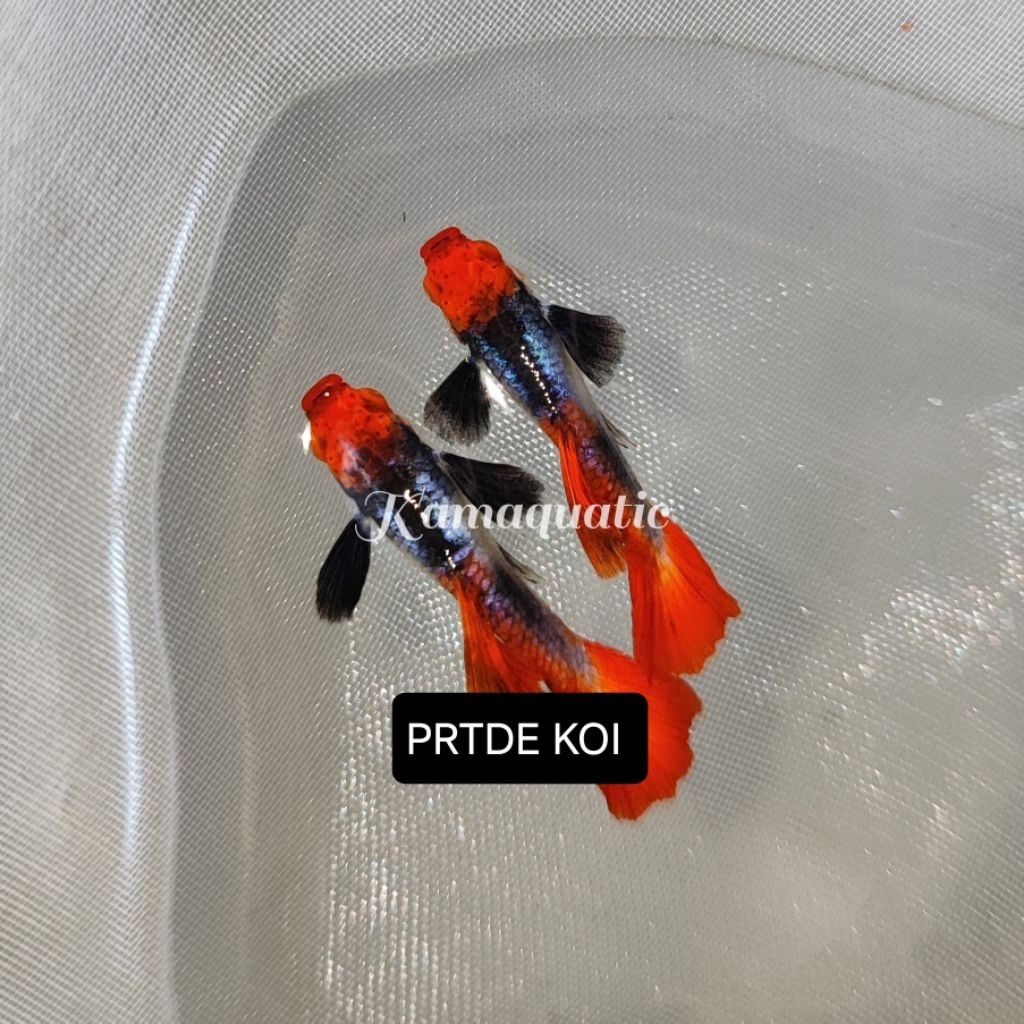 

Extra Packing Styrofoam Kardus | PRTDE KOI | Kamaquatic