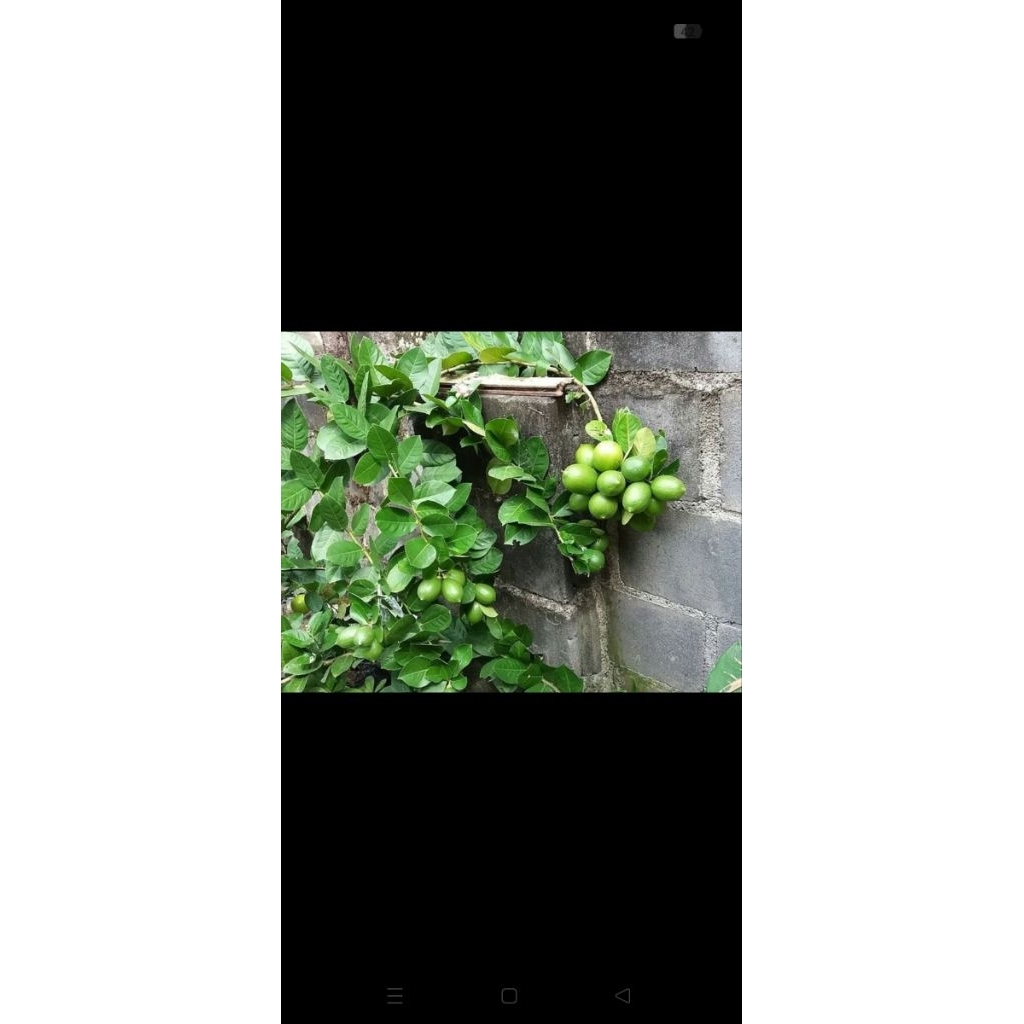 

lemon hijau lokal/lemonkalifornia1kg