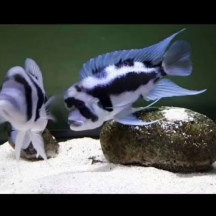 IKAN HIAS FRONTOSA BLACK WIDOW SIZE 3-4 CM PER EKOR