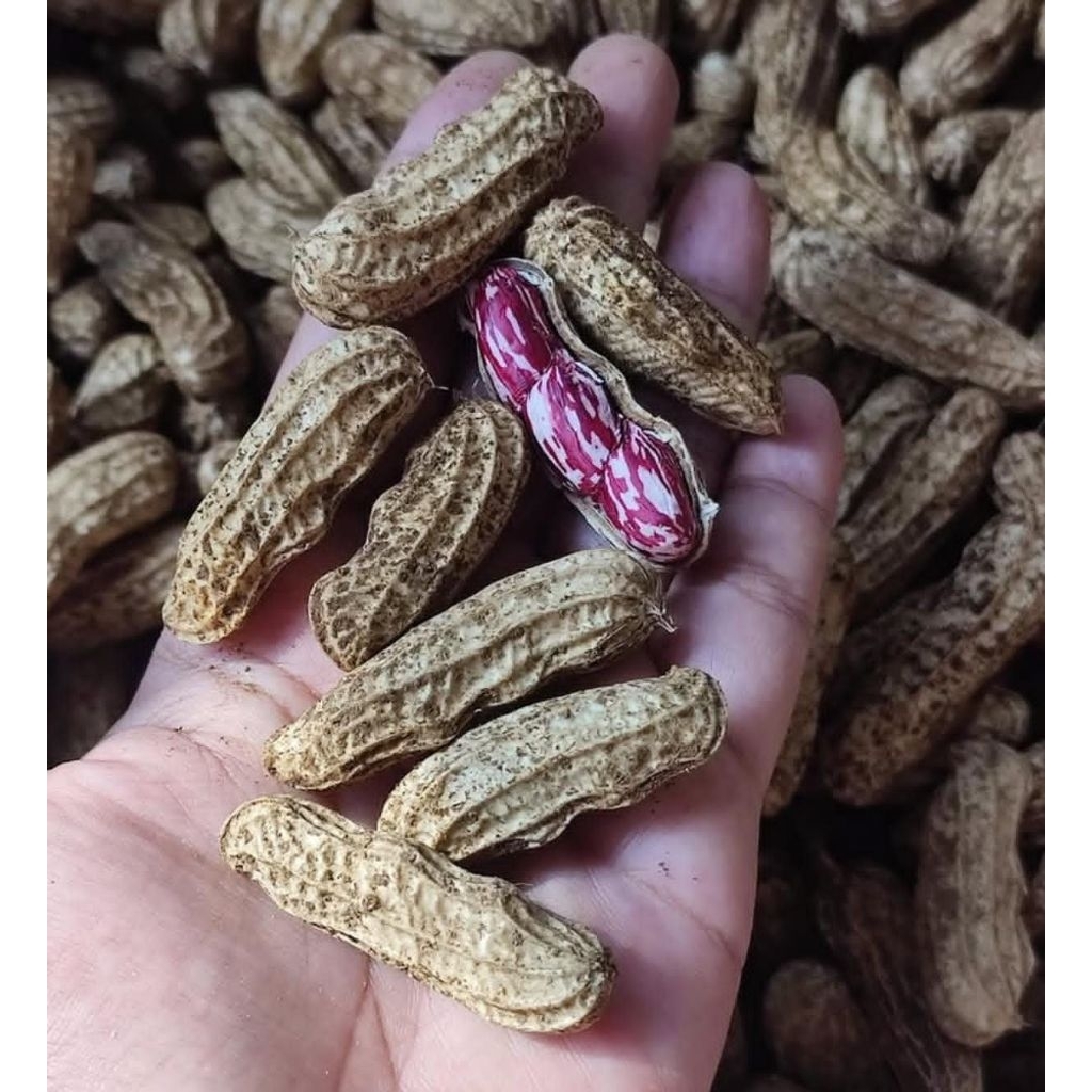 Kacang Tanah / Kacang Tanah Batik / Kacang Tanah Mentah / 1KG