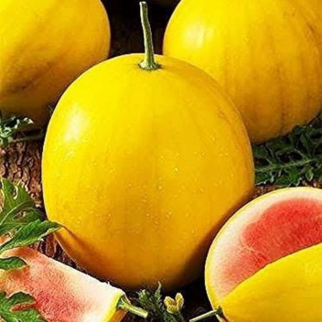 benih semangka isi merah kulit kuning/golden red isi 15 butir