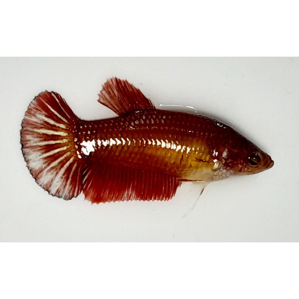 FEMALE HMPK GIANT RED METALIC