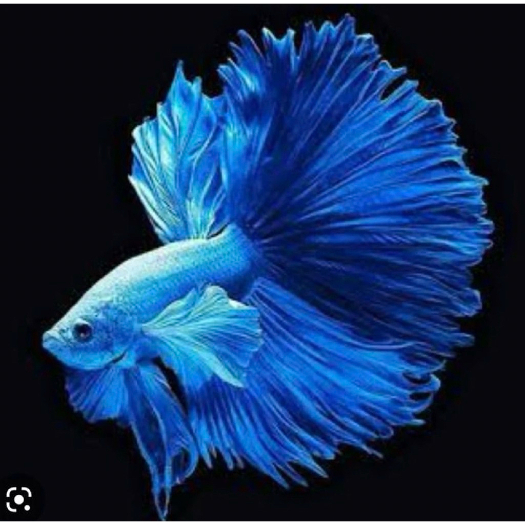 cupang halfmoon blue solid ekor lebar