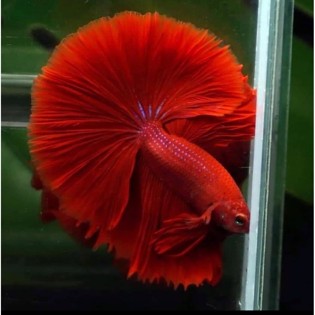 cupang halfmoon super red paling merah