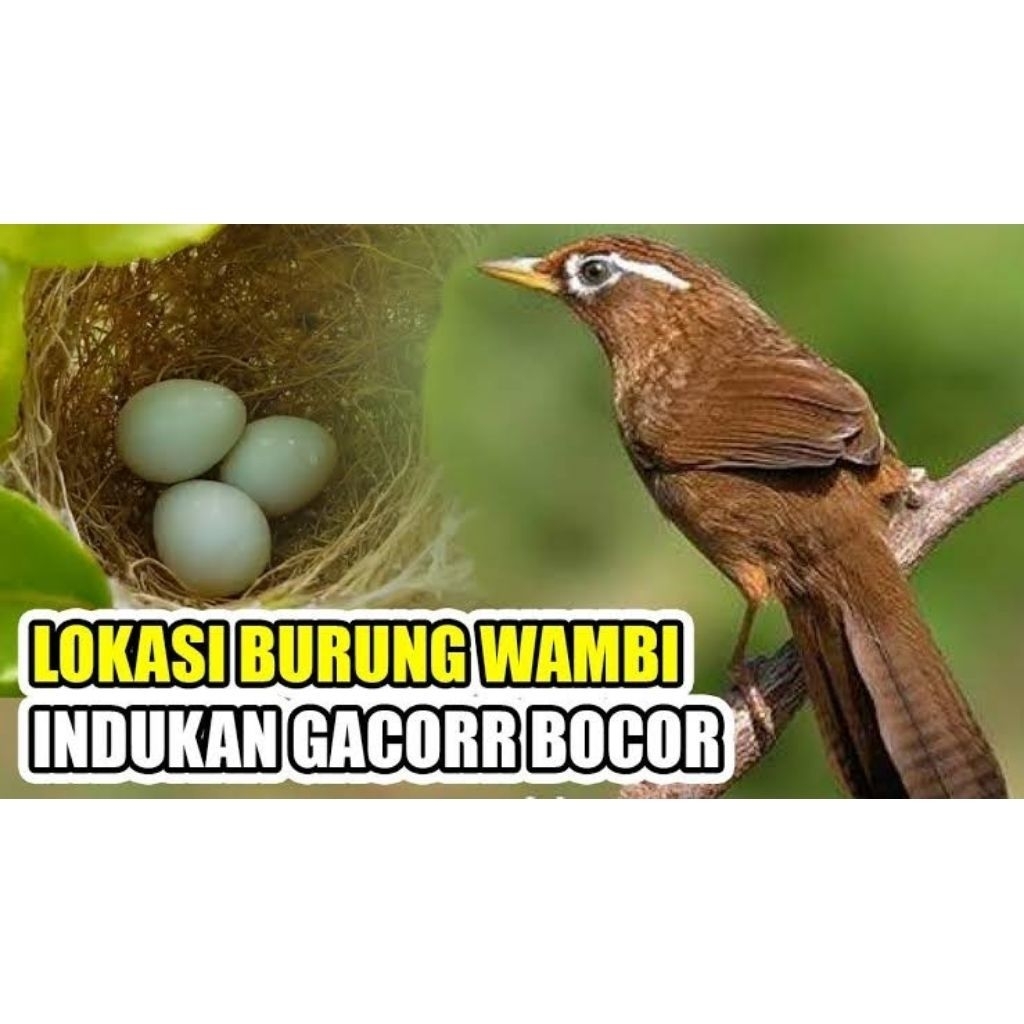 

telur fertil Wambi import original