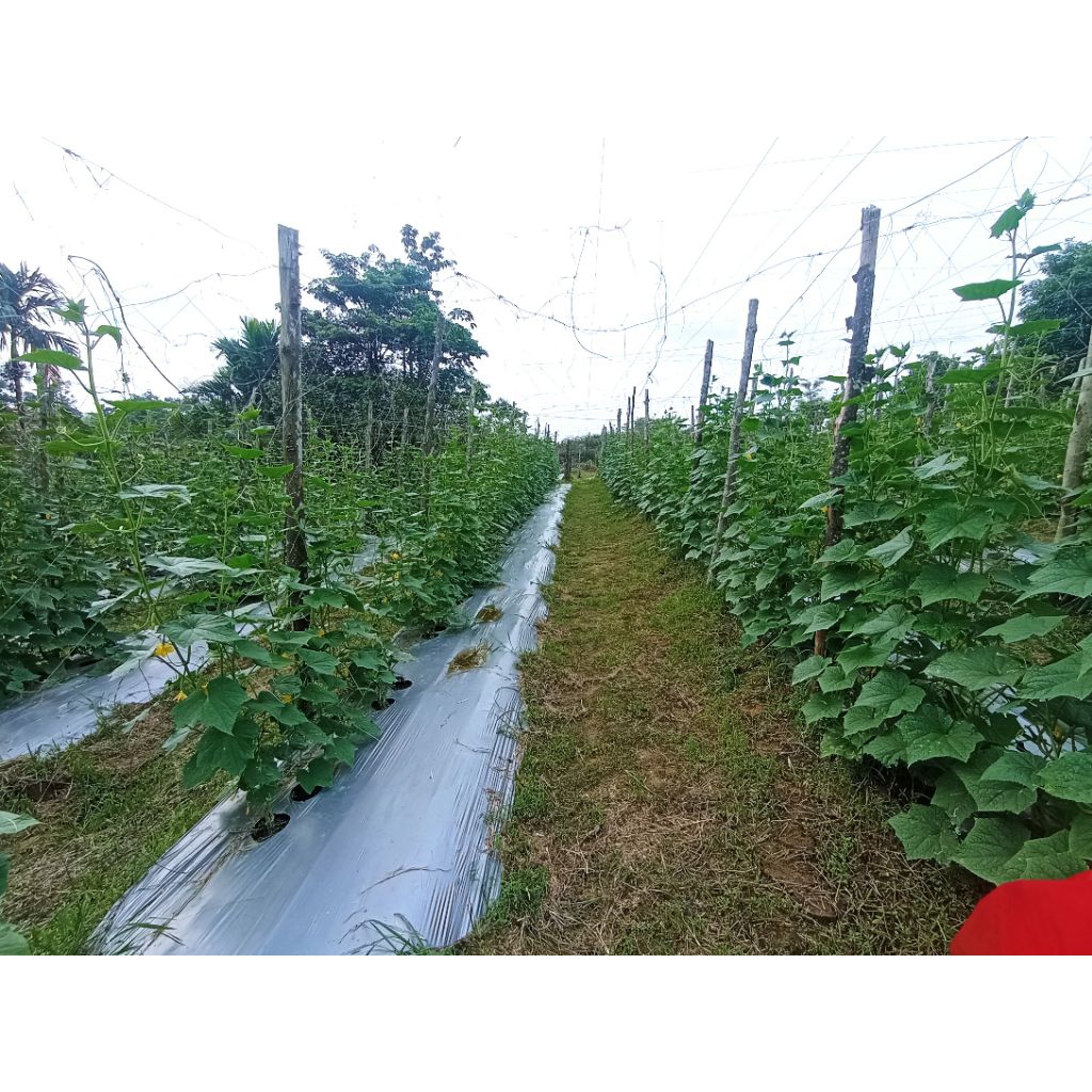 

Timun Mira Segar 1 Kg mulai (Sep-Nov 2025)