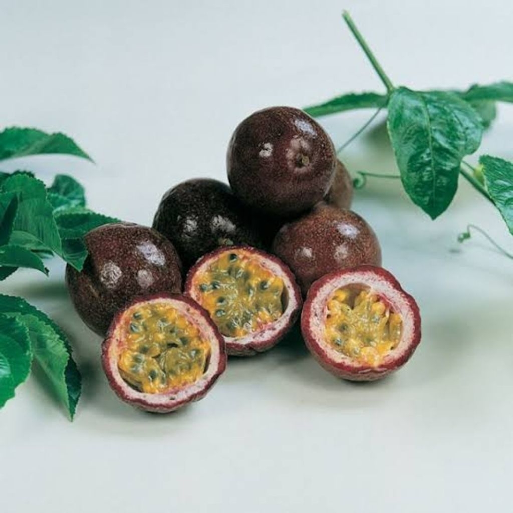 100 benih biji markisa hitam markisa berastagi