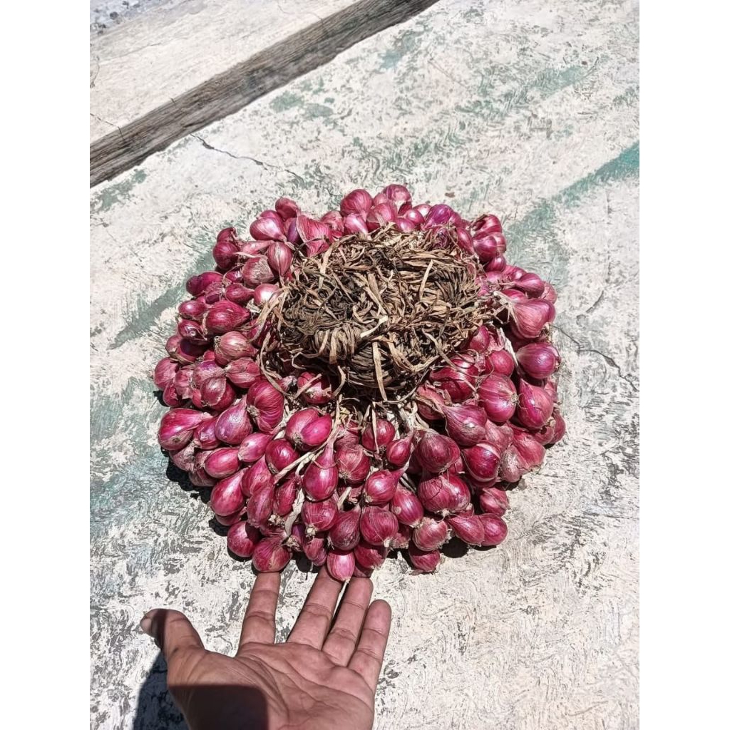 

1 kg Bibit benih bawang merah siap tanam