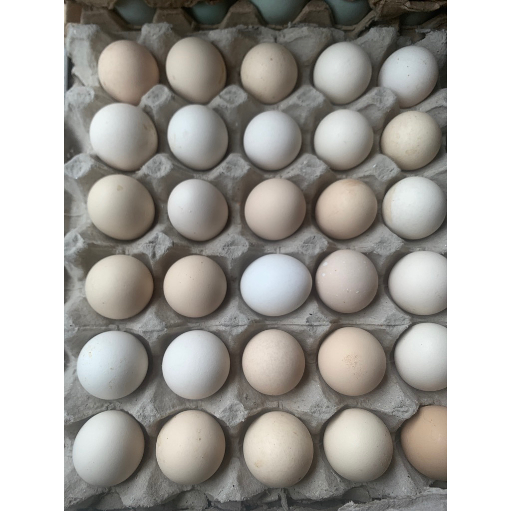 

Telor ayam kampung-ayam kampung-sembako murah-bandar lampung