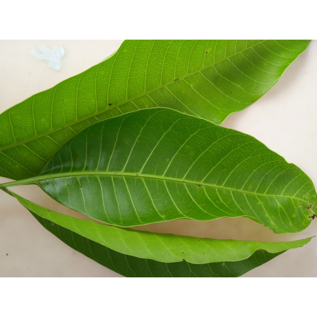 

10 lembar daun mangga