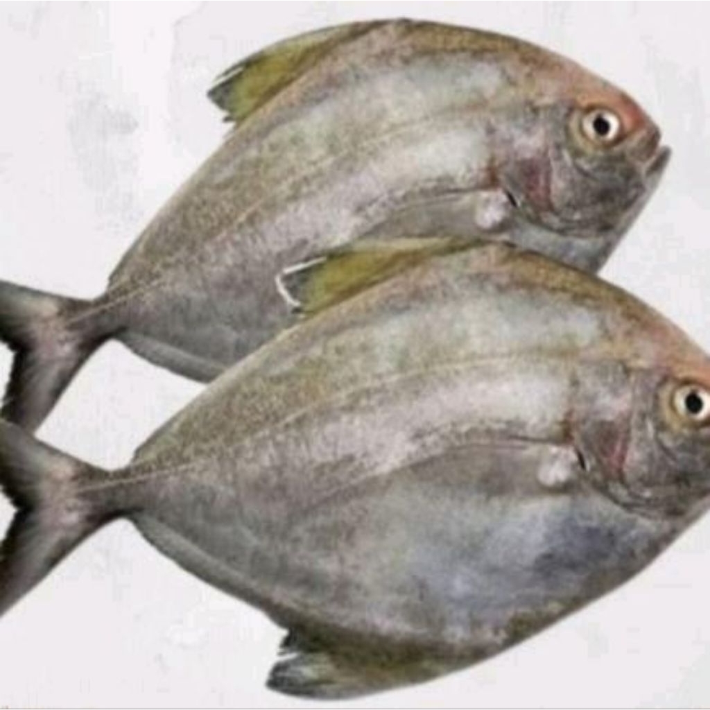 

BWL.LAUT seger d jual per 500gr isi 2 ya kak