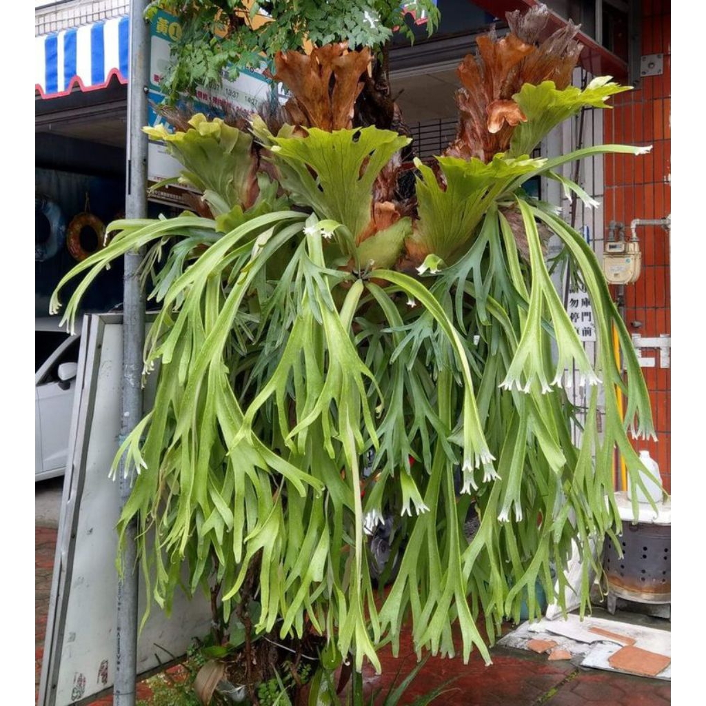 TANAMAN HIAS TANDUK RUSA - TANAMAN HIAS GANTUNG TANDUK RUSA