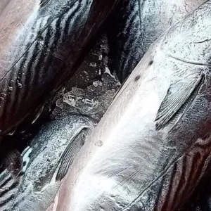 ikan tongkol basah 1kg