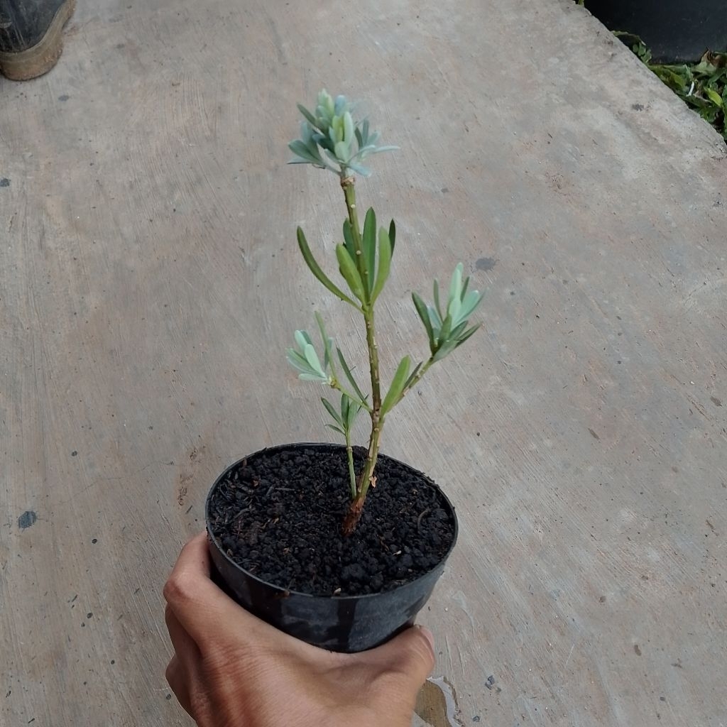 Lohansung blue ice ori bukan sambungan