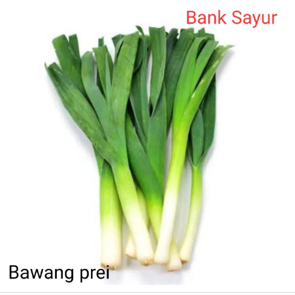 

Bawang Pre / Daun Bawang Prei ( Jenis Gajah )