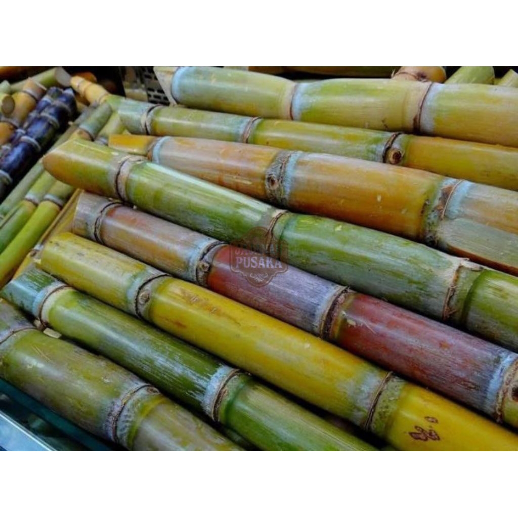 

Tebu Manis Segar Berat 1 Kg