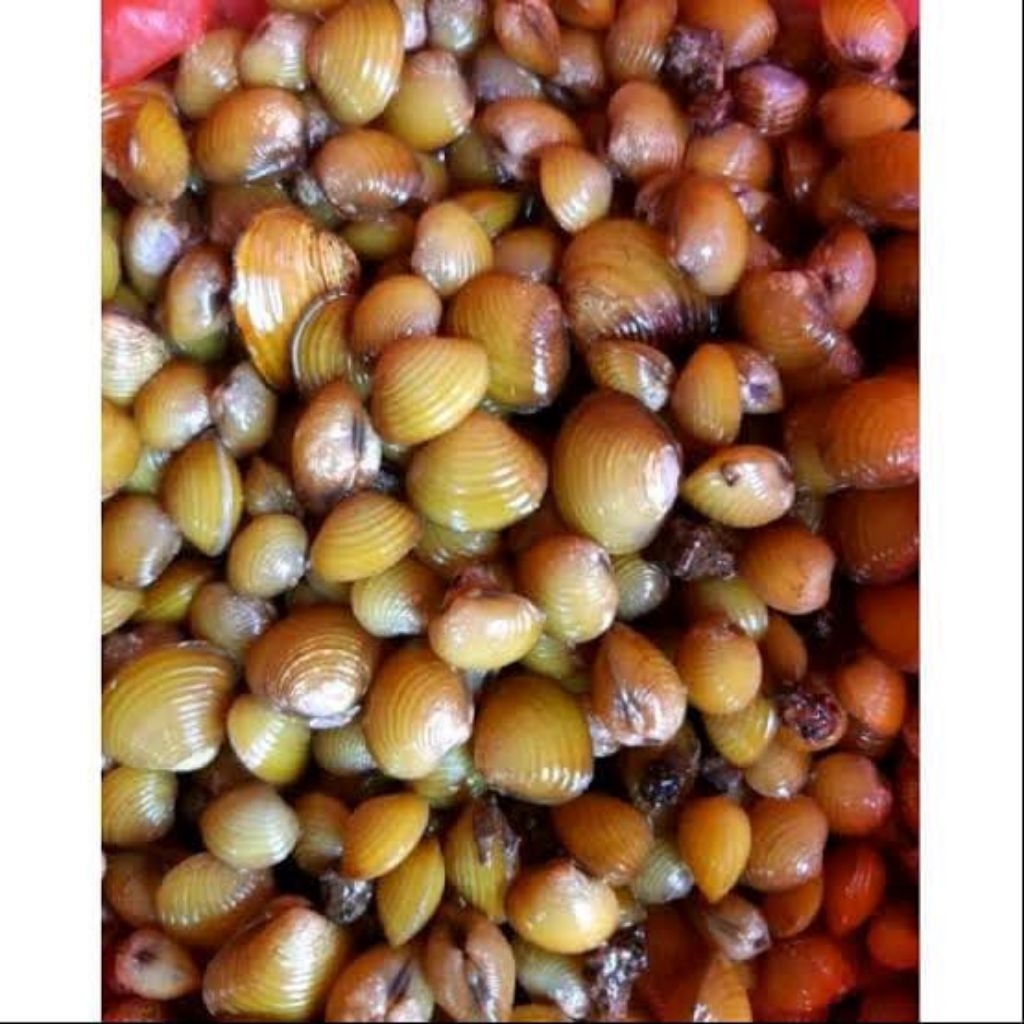 

Kerang Mini/ Kerang Air Tawar/ Kerang Kuning, Laya/ Haremis