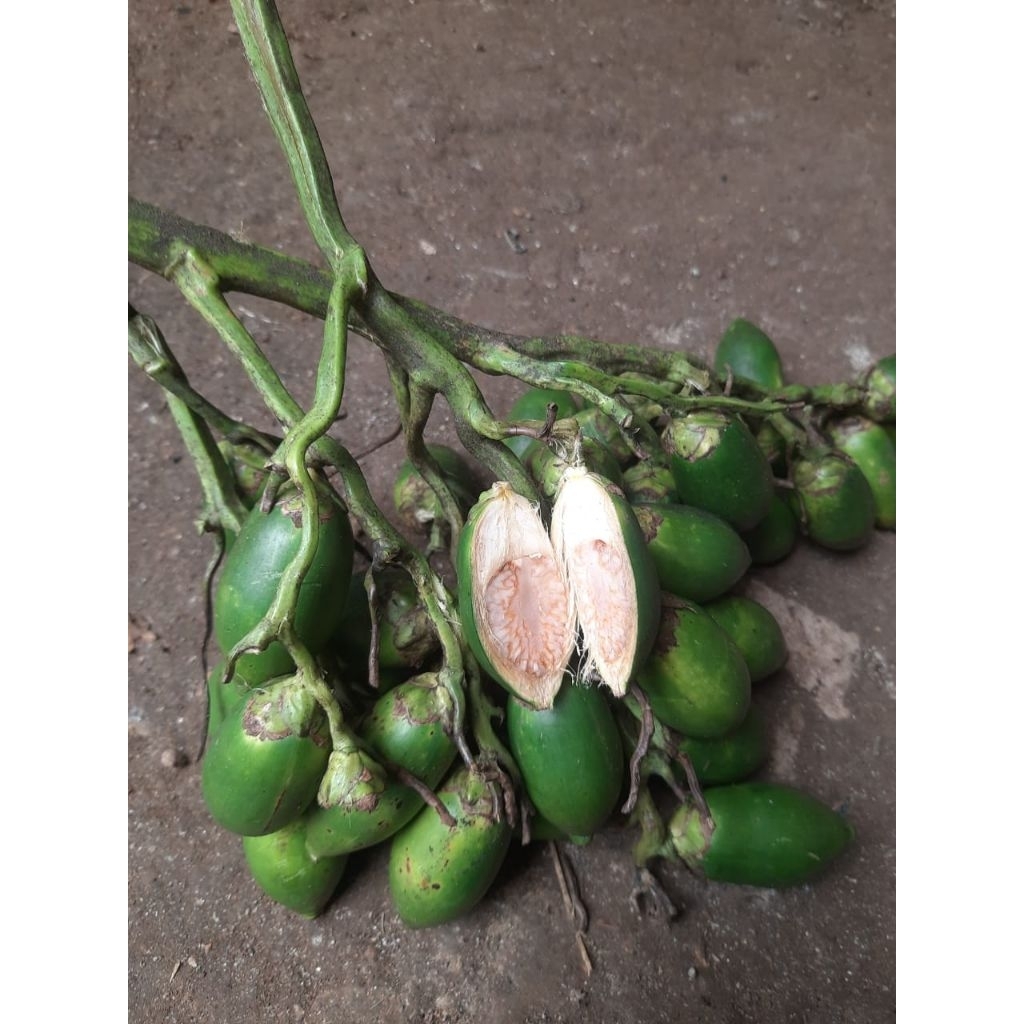 

BUAH PINANG MUDA FRESH 1KG