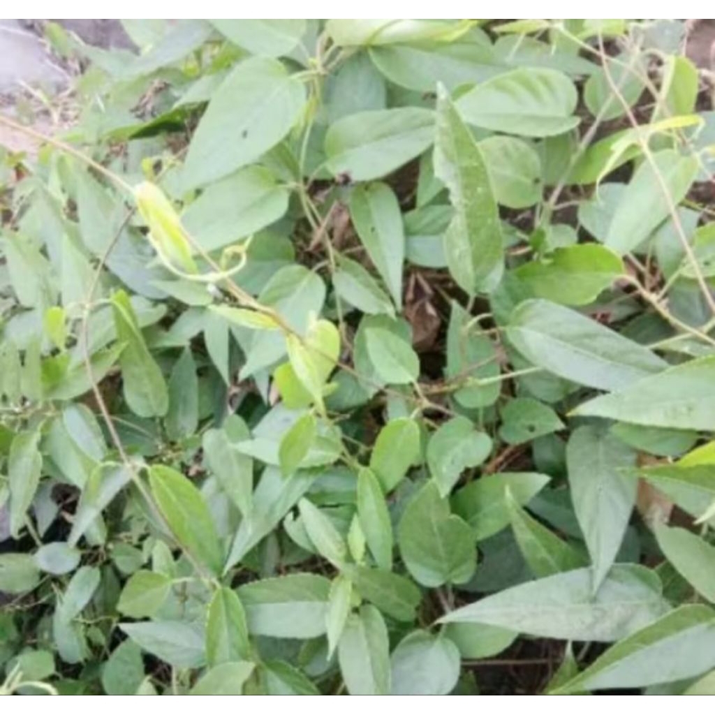 

daun sembukan/kentutan