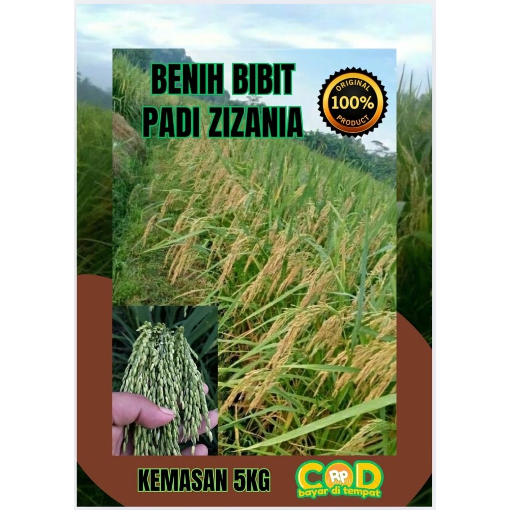 BENIH BIBIT PADI ZIZANIA KEMASAN (5KG)