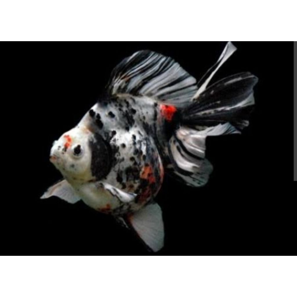 Ikan Hias Koki Ryukin Calico Ukuran M Tosa Calico Hiasan Aquarium |Ikan Hias Bozz Louhan|