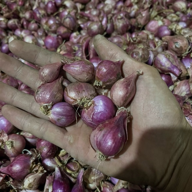 

Bawang Merah size Campur besar sedang kecil kemasan 1Kg