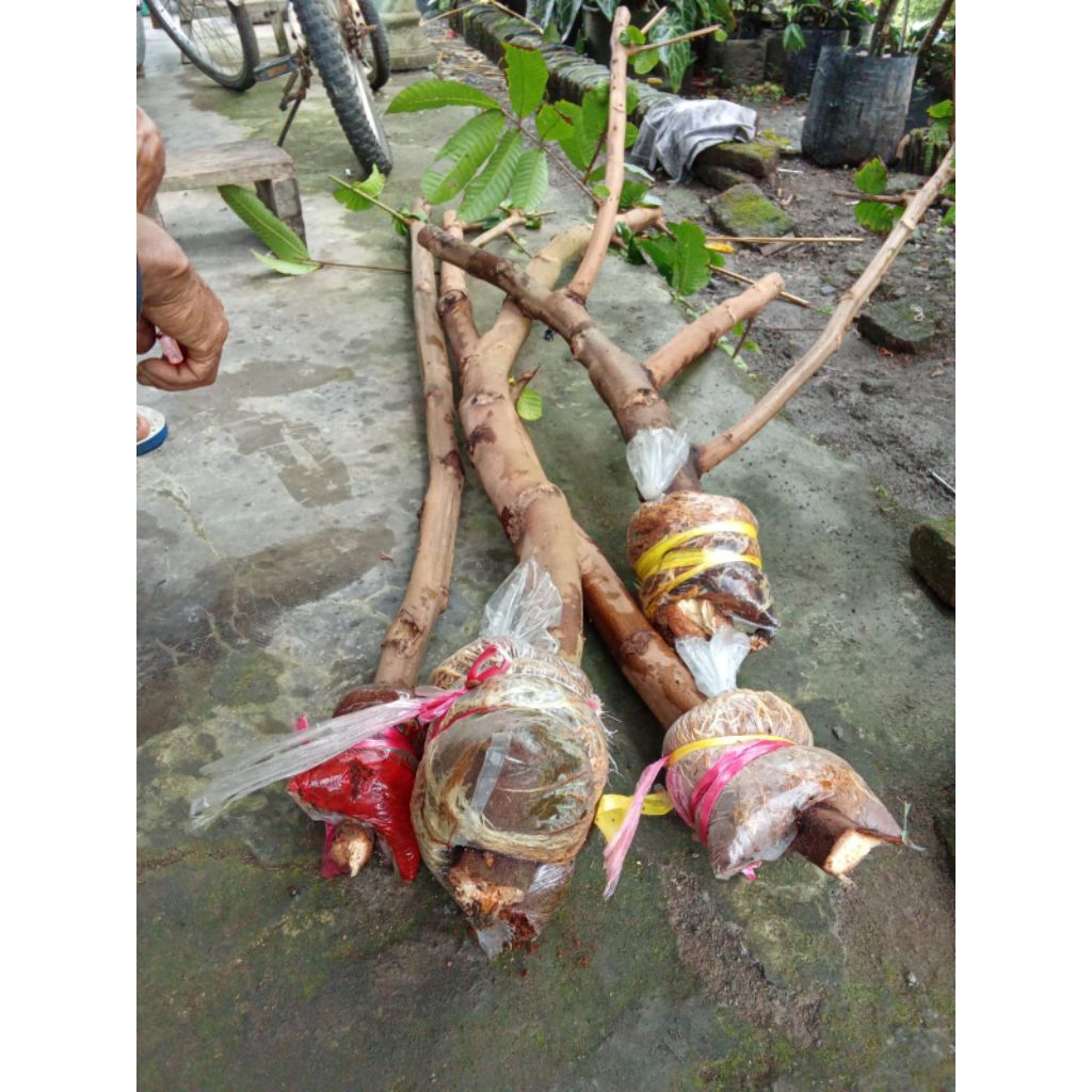 CANGKOK MATOA BATANG BESAR