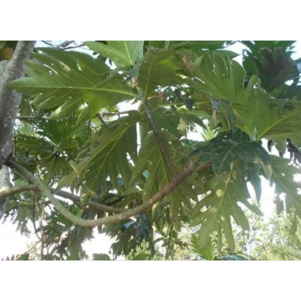 

daun kluwih segar untuk herbal 500gr kaya manfaat