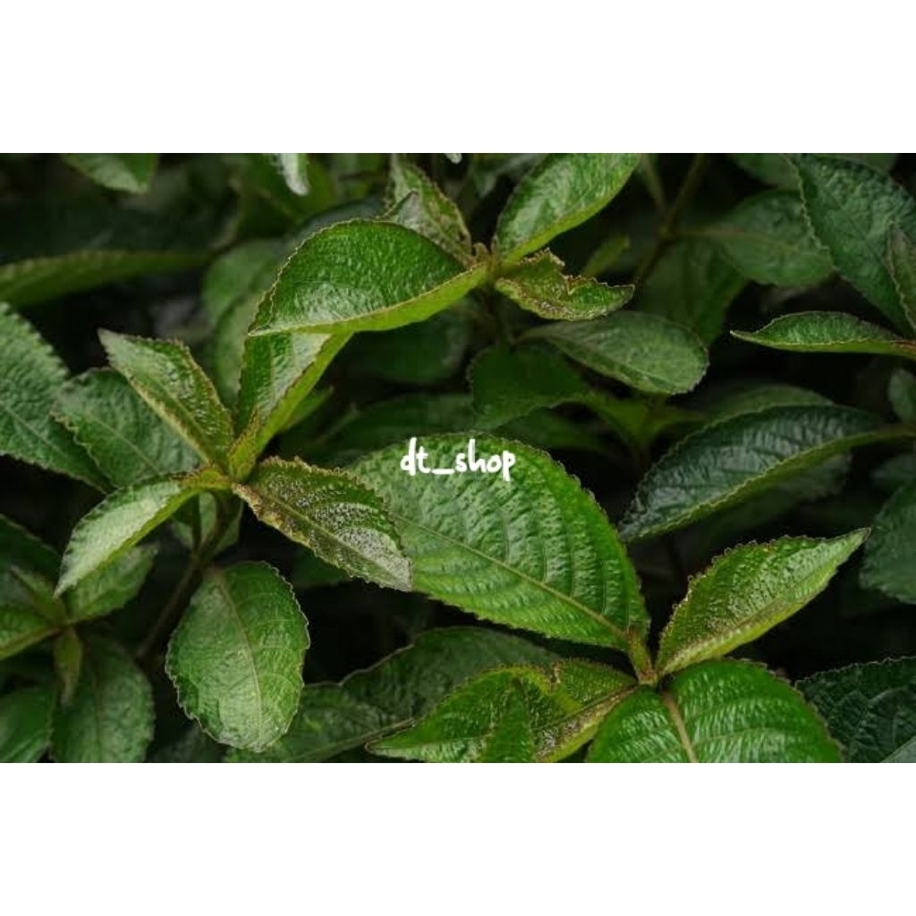 

Daun keji beling/pecah beling di jual perlembar