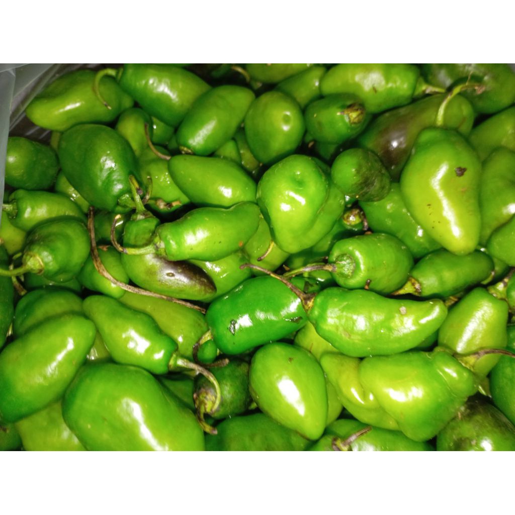 

CABAI / CABE / LOMBOK GENDUT / GENDOT IJO SEGAR