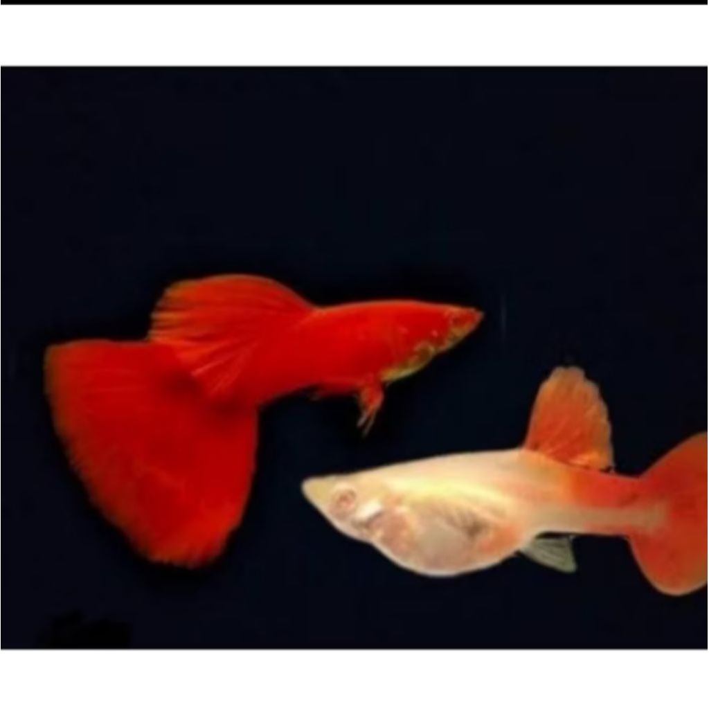 TERLARIS, Ikan Guppy (AFR) albino full red