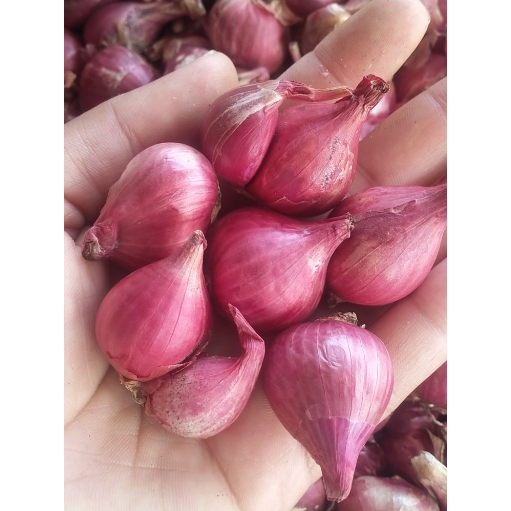 

Bawang merah jenis lokal batu probolinggo