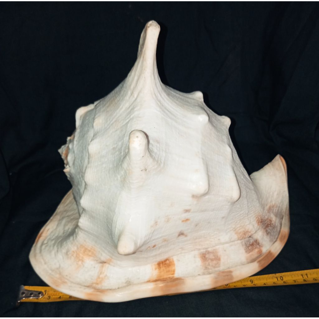 hiasan cangkang kerang kepala kambing jumbo