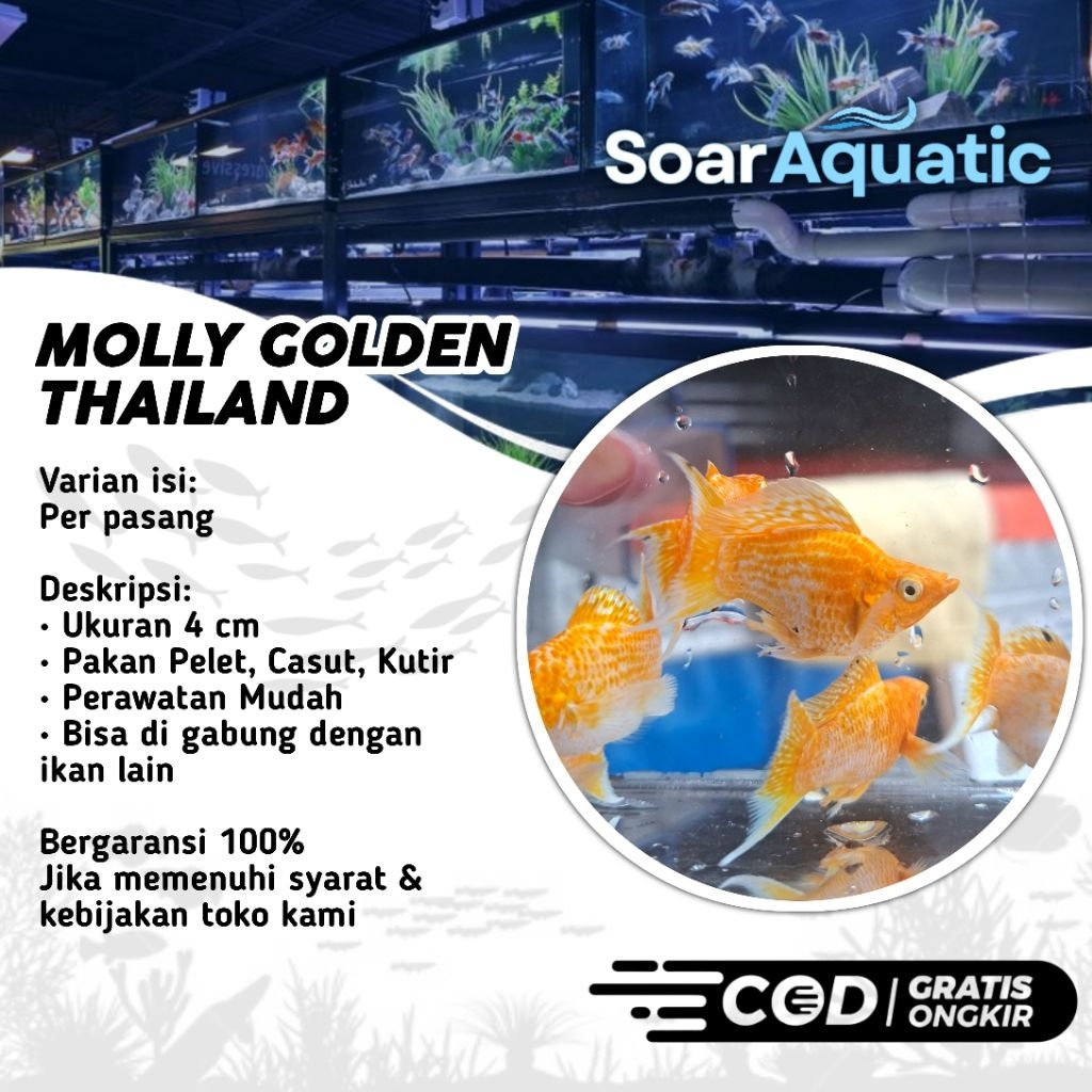 SOAR FARM MOLLY GOLDEN THAILAND CAWANG HIASAN AQUASCAPE/AQUARIUM