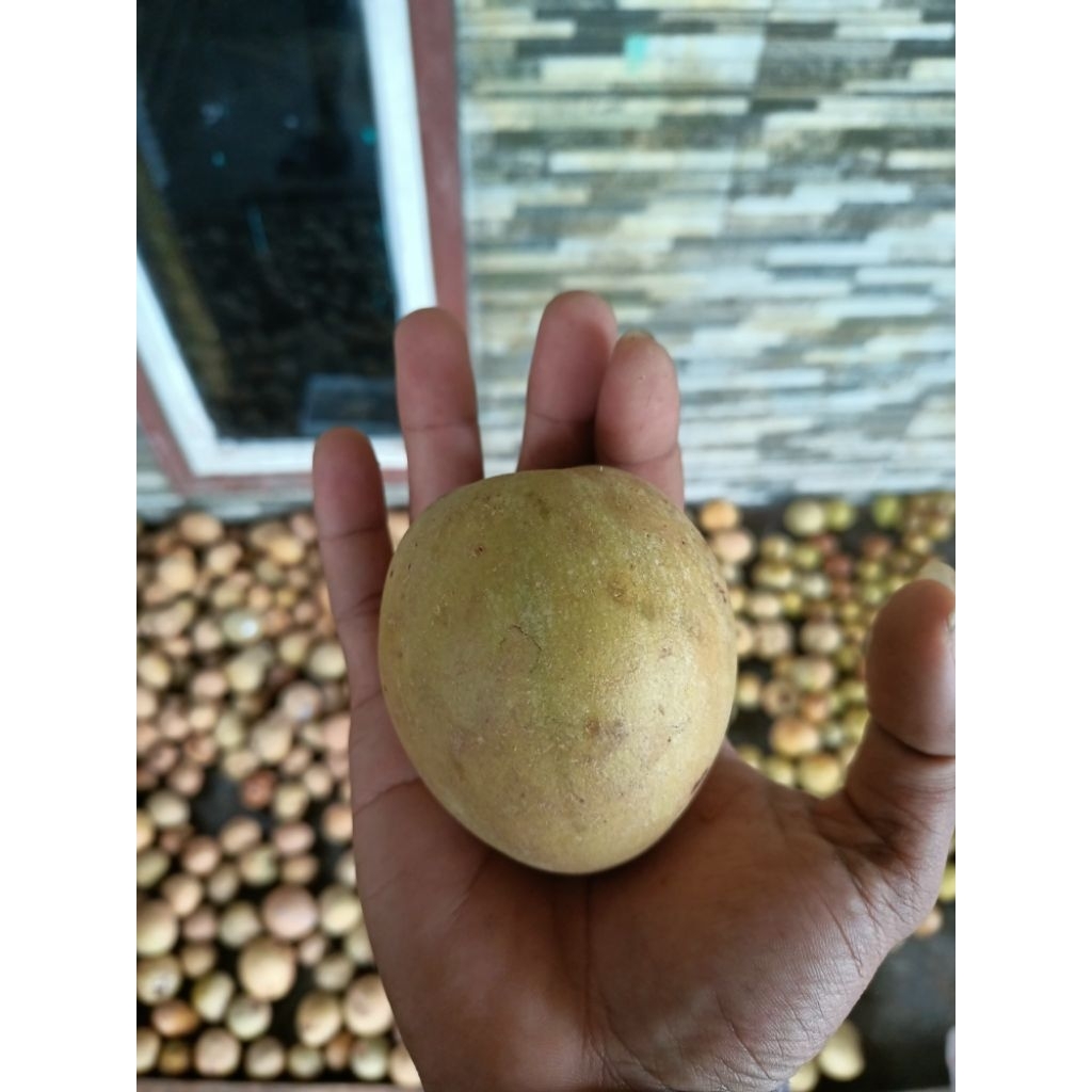

Buah Sawo Simadu 500gram-5kg Premium – Rasa Manis Legit, Langsung dari Petani