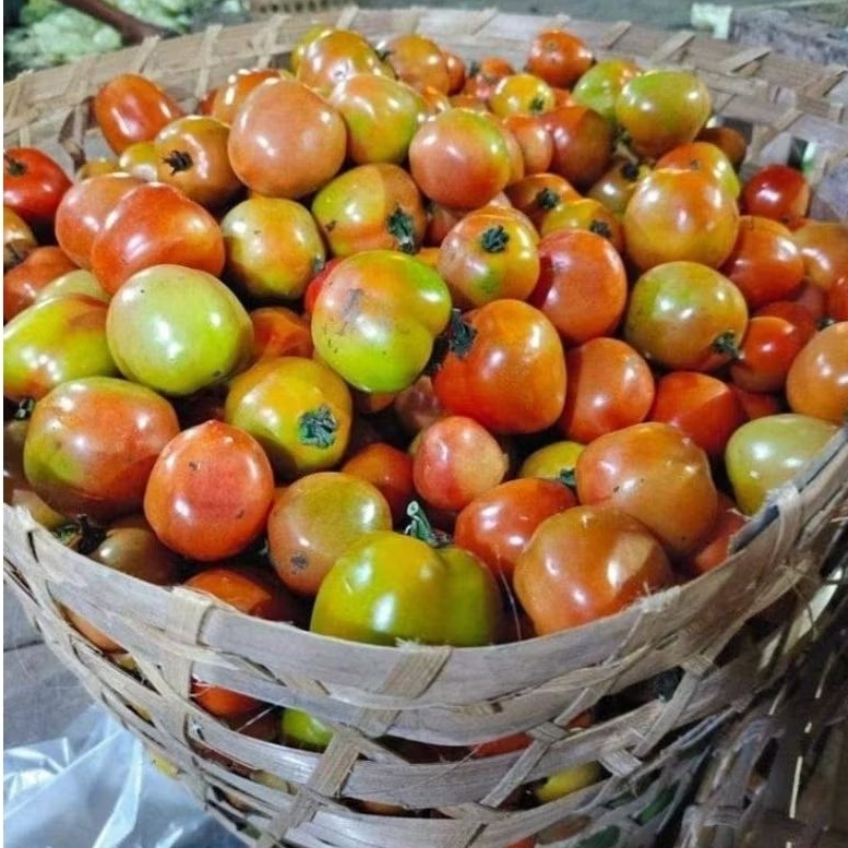 

TOMAT SEGAR 1 KG MURAH PETANI KEDIRI / Tomat Fresh
