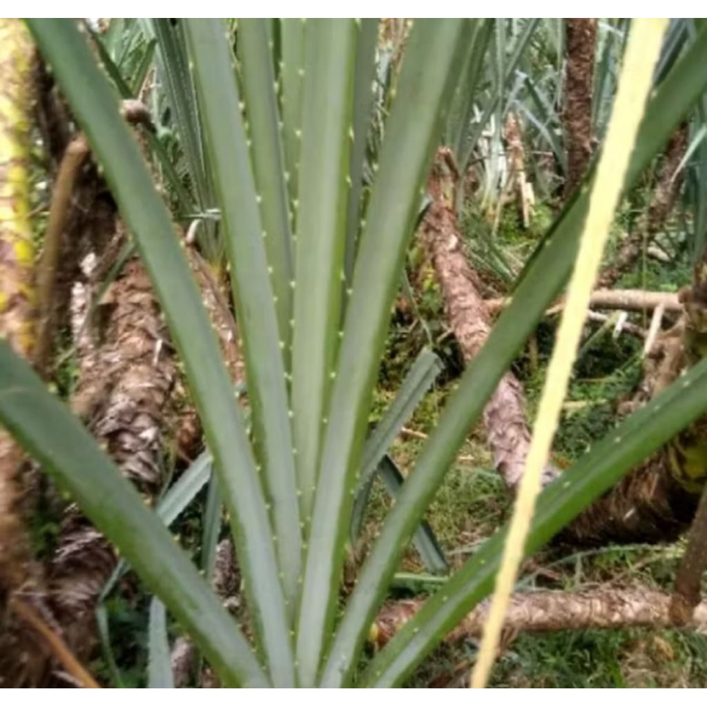 

daun pandan duri per 10 lembar