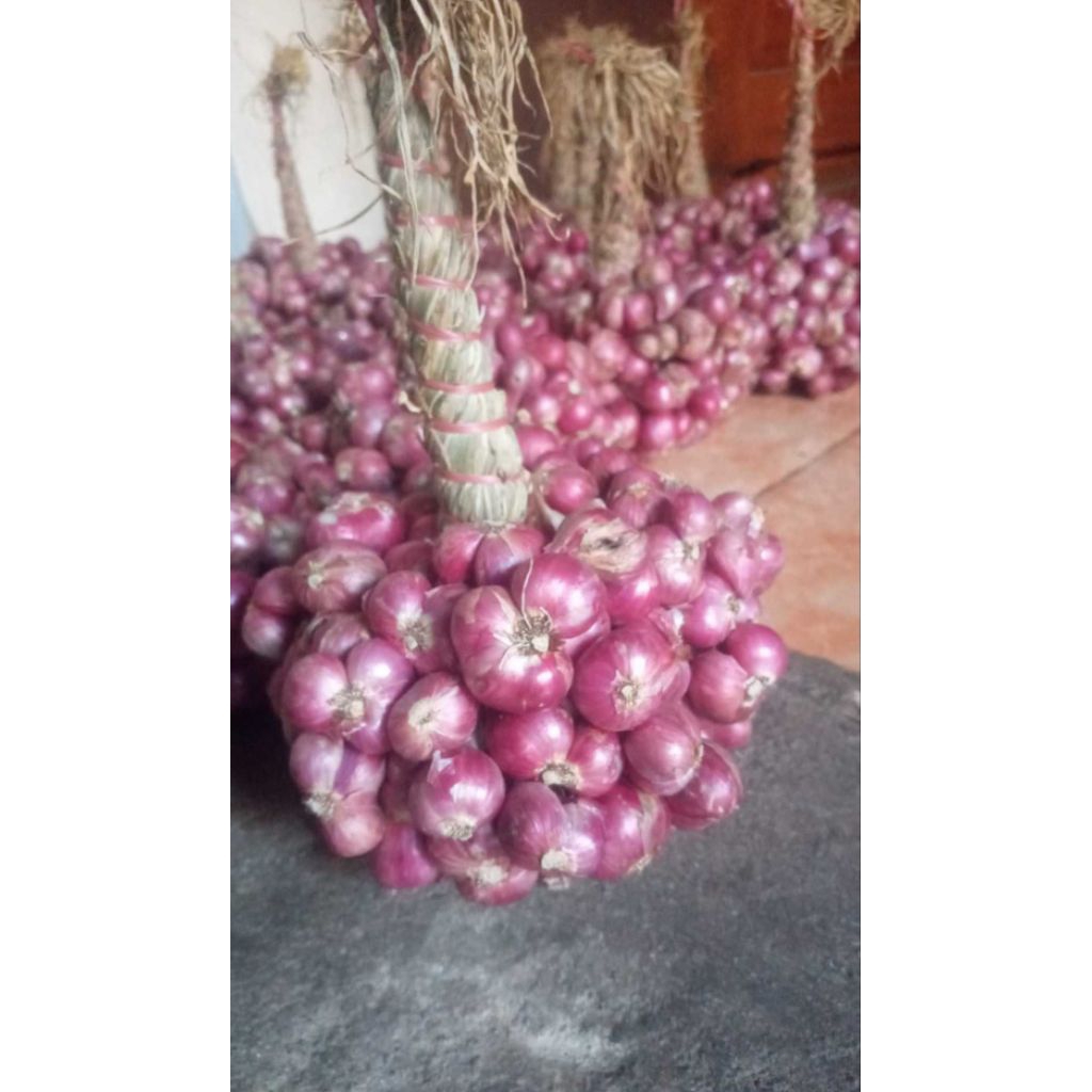 

Bamer Probolinggo Asli