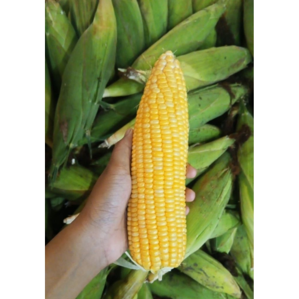 

Jagung Manis sweet corn 1kg