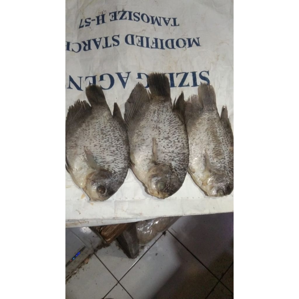 

Planet_Asin GURAME / ikan asin GURAME ENAK / IKAN ASIN SEGAR / IKAN ASIN LAUT